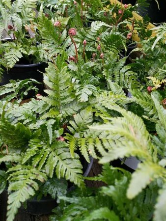 Dryopteris erythrosora 3L - image 7