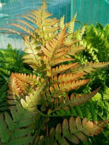 Dryopteris erythrosora 3L