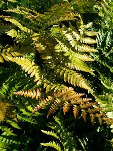 Dryopteris erythrosora 3L - image 4