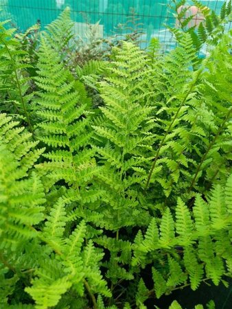 Dryopteris f.-m. 'Barnesii' 3L - image 2