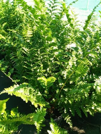 Dryopteris f.-m. 'Barnesii' 3L - image 4