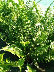 Dryopteris f.-m. 'Barnesii' 3L - image 4