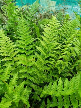 Dryopteris f.-m. 'Barnesii' 3L - image 3