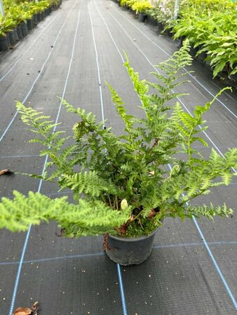 Dryopteris f.-m. 'Barnesii' 3L - image 5