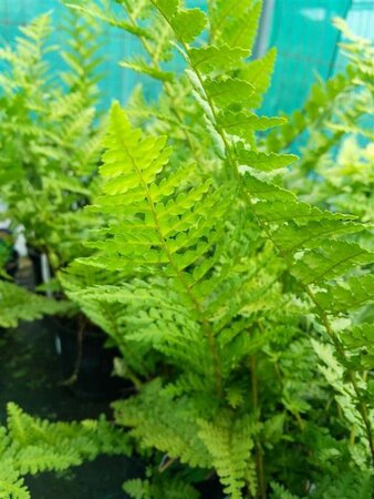 Dryopteris f.-m. 'Barnesii' 3L - image 1