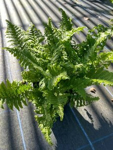 Dryopteris f.-m. 'Cristata' 3L - image 3