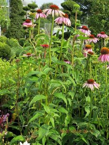 Echinacea p. 'Magnus' 2L - image 2