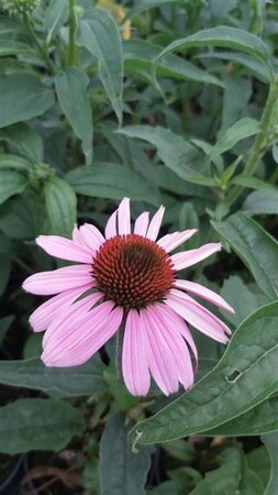 Echinacea p. 'Magnus' 2L - image 1