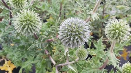 Echinops sphaer. 'Arctic Glow' 2L