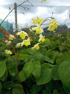 Epimedium versicolor 'Sulphureum' 2L - image 2