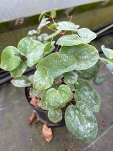 Epimedium versicolor 'Sulphureum' 2L