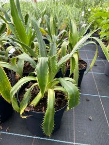 Eryngium agavifolium 2L