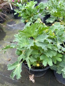 Eryngium zabelii 'Big Blue' 2L - image 1