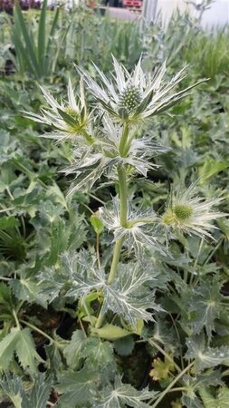 Eryngium zabelii 'Big Blue' 2L - image 2