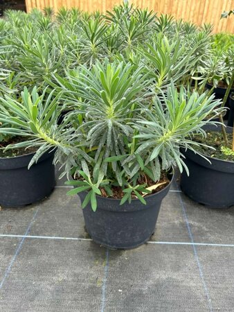 Euphorbia characias Wulfenii 10L - image 4