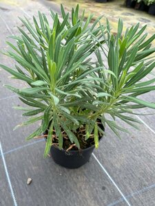 Euphorbia characias Wulfenii 3L - image 2