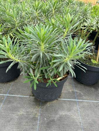 Euphorbia characias Wulfenii 10L - image 1