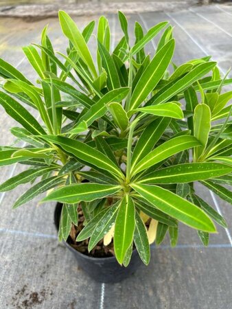 Euphorbia mellifera 3L - image 1