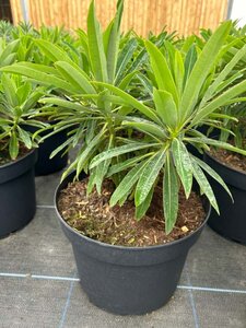 Euphorbia mellifera 10L - image 1