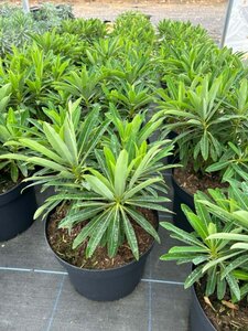 Euphorbia mellifera 10L - image 2