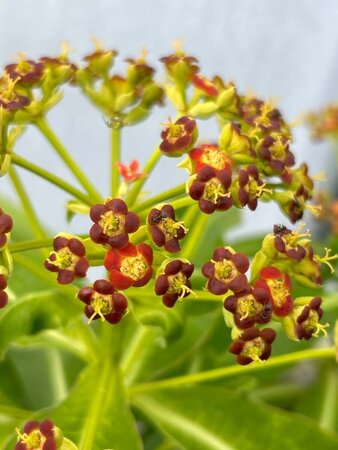 Euphorbia mellifera 3L - image 2