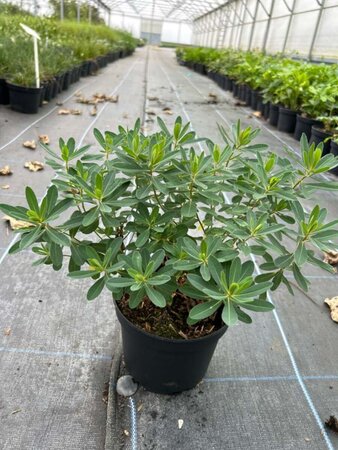 Euphorbia polychroma 2L - image 2