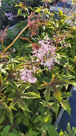 Filipendula Red Umbrella 3L - image 3