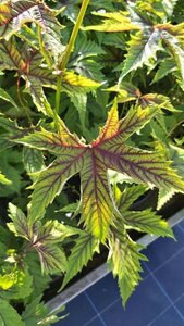 Filipendula Red Umbrella 3L