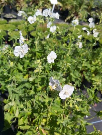 Geranium phaeum Album 2L