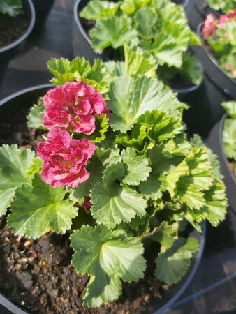 Geum 'Pink Petticoat' 2L - image 1