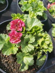 Geum 'Pink Petticoat' 2L - image 1