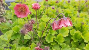 Geum 'Pink Petticoat' 2L - image 2