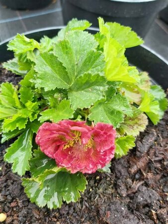 Geum 'Pink Petticoat' 2L - image 3