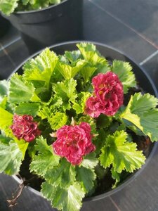 Geum 'Pink Petticoat' 2L - image 4