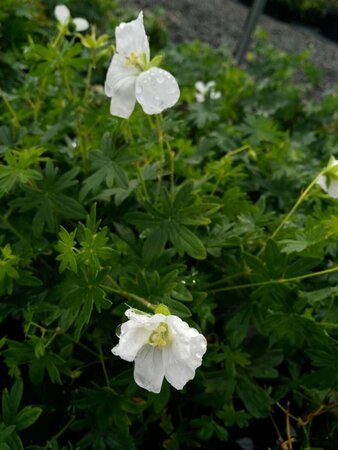 Geranium sang. 'Album' 2L