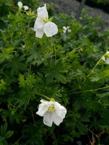 Geranium sang. 'Album' 2L