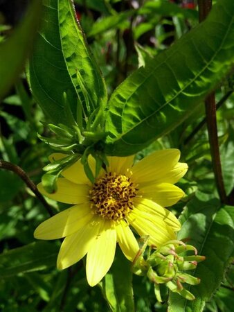 Helianthus 'Lemon Queen' 3L - image 1