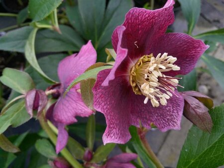 Helleborus orientalis 2L - image 1