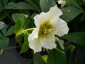 Helleborus orientalis 2L - image 2