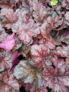 Heuchera Sparkling Burgundy 2L - image 1