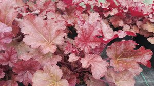 Heuchera Sparkling Burgundy 2L - image 2