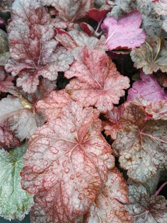 Heuchera Sparkling Burgundy 2L - image 3