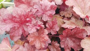 Heuchera Sparkling Burgundy 2L - image 4