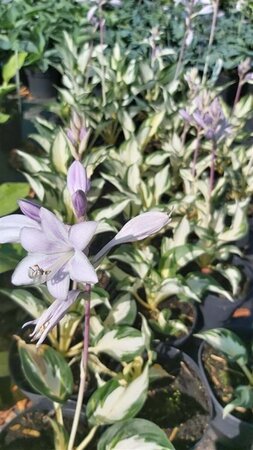 Hosta 'Fire and Ice' 2L - image 2