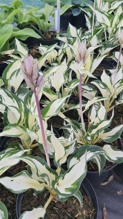 Hosta 'Fire and Ice' 2L - image 3