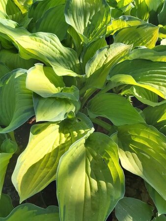 Hosta 'Gold Standard' 2L - image 1