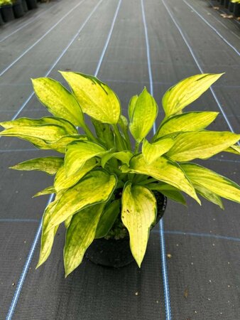 Hosta 'Gold Standard' 2L - image 4