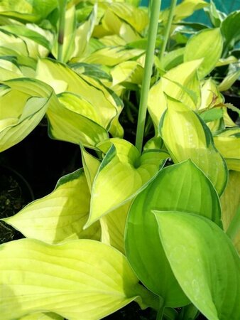 Hosta 'Gold Standard' 2L - image 2