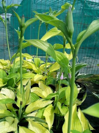 Hosta 'Gold Standard' 2L - image 3