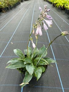 Hosta 'Halcyon' 2L - image 4